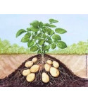 POTATO SEEDS