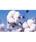 COTTON