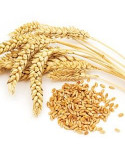 HARD - SOFT WHEAT